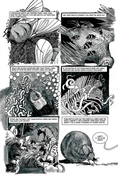 Untitled a page showing various different detritivores and carrion-eaters at their work.