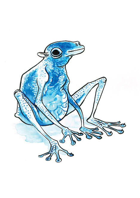 a goblin based on a glass frog, with long limbs and sucker fingers, and its organs visible through translucent skin.