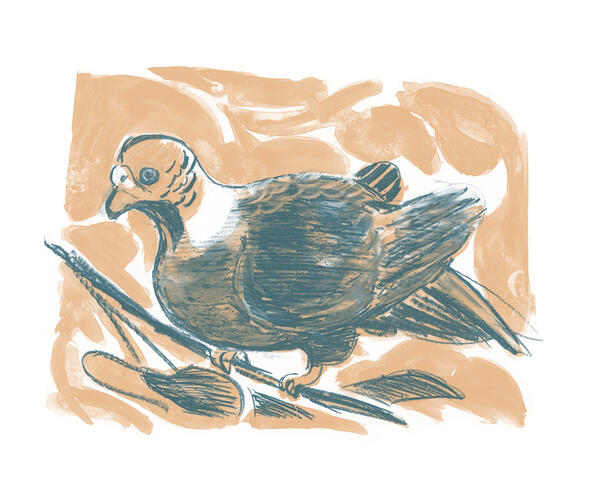 screen pring of a woodpigeon perched among leaves